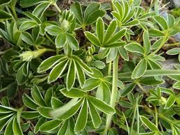 Image result for Alchemilla johnstonii