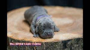 These can persist for weeks or indefinitely, causing spontaneous nerve activity that could be perceived as pain. Question How Old Does A Puppy Have To Be To Dock His Tail 2021