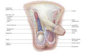 This is also known as the medial compartment of the thigh that consists of the adductor muscles of the hip. Male Anatomy Groin Area Anatomy Drawing Diagram