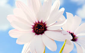 Check out this fantastic collection of hipster flower wallpapers, with 55 hipster flower background images for your desktop, phone or tablet. Wallpaper Pink Daisy Background Novocom Top
