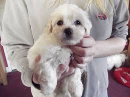 Black And White Coton De Tulear Puppies For Sale The Coton De Tulear Comes In Three Accepted Colors White Occasionally With Tan Markings All White Preferre Coton De Tulear Dogs Coton De Tulear Dog Pictures