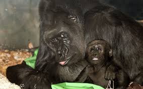 Lincoln Park Zoo Chicago Il Is Free Open And Amazing Every Day Of The Year Visitors Can Go Nose To Nose With Goril Beauty Animals Animals Lincoln Park Zoo