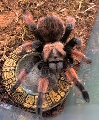 Image result for Emilia brachycephala