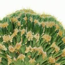 Image result for Triumfetta trichocarpa
