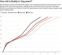 What Dog And Cat Years Really Mean Answers With Joe