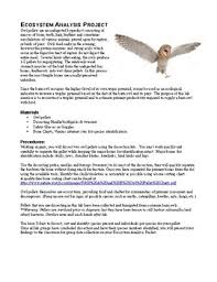 Owl Pellet Ecosystem Analysis Trophic Pyramid And Energy Flow