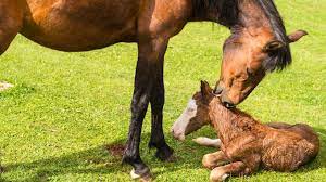 How Long It Takes A Horse To Give Birth The Foaling Process