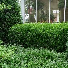 Image result for Buxus acutata