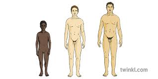 The aim of this page is to assist. Male Puberty Y4 Growing Up Naked Boy Man Men Puberty Human Growth Anatomy