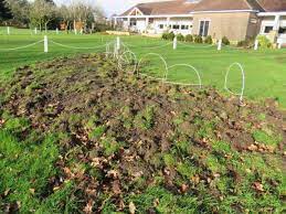 Emergency Authorisation For Chafer Grub Control Bigga