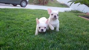 Our frenchton puppies are brindle. Akc Cream French Bulldog Puppies For Sale Male And Female San Diego Ca Youtube