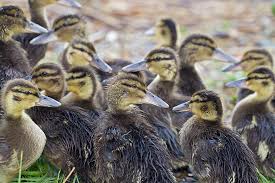 Durch störung von feinden, eierdiebe oder unwetter gesucht. Vogelwarte Ch Entenbruten Auf Flachdachern Und Balkonen