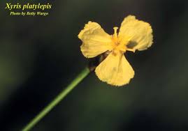 Image result for Xyris straminea