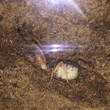 Valitse laajasta valikoimasta samankaltaisia kohtauksia. Gravid Camel Spider Arachnoboards
