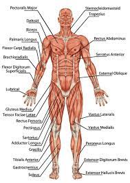 How Do Muscles Work How Does Muscle Contraction Work Human Anatomy Chart Human Body Diagram Human Body Organs