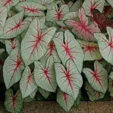 White Queen Caladium Finegardening Plants Caladium Foliage Plants
