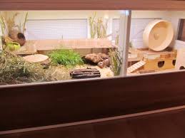 Amazing Natural Themed Hamster Habitats Hamster Cage Hamster Habitat Hamster Cages