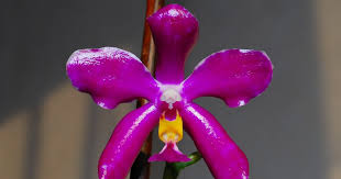 Image result for Clematis pulchra