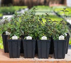 Image result for Alinula paradoxa