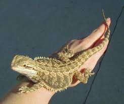 Sidney The Bearded Dragon Picture Gallery