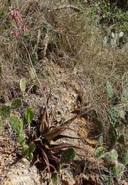 Image result for Aloe mossurilensis