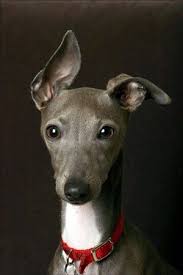 Italian Greyhound Kopek Kedi Kopek Hayvanlar