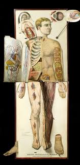 Anatomy charts are visual depictions of the human body. Pin On Body