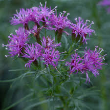 Image result for Vernonia stenocephala