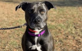 Bras, girdles, corsets, panties, knickers, gstrings, thongs, longline bra, bra sizes, la bra, suspender belts, garter, dresses, clothing, boutique. Annie Is A Sweet And Playful Pup In Need Of A Home Local News I Racine County Eye Racine Wisconsin