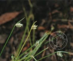 Image result for Isolepis sp.no.1