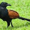 Free download suara burung kutilang betina mp3. 3