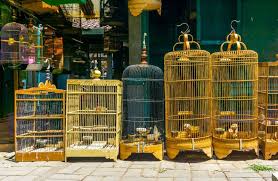 Kandang untuk budidaya burung anis kembang sebaiknya berukuran 50 cm x 50 cm x 50 cm atau anda bisa juga membuat yang lebih besar misalnya 100 cm x. 13 Cara Memilih Sangkar Burung Yang Bagus Burungnya Com