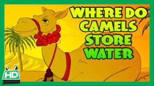 If there is no fresh water available, they can. Where Do Camels Store Water Youtube