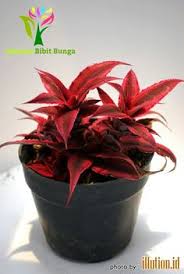 Yuk ketahui jenis tanaman unik yang ada di sekitar kita kami menyediakan biji tanaman harga terjangkau minimal order 100.000 089681795164 12 Best Jual Tanaman Hias Bibit Bunga Dan Bibit Buah Online Ideas Plants Alocasia Plant Elephant Ear Plant