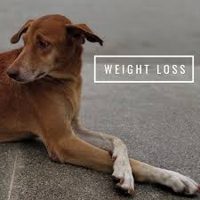12 Signs A Dog Is Dying What To Do When Your Dog S Health Declines Pethelpful By Fellow Animal Lovers And Experts