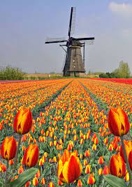 Find information and inspiration on these pages, settle your registration or filing requirements: Holland By Geoffdoncaster18 Ernststrasser Niederlande Netherlands Holland Windmills Tulip Fields Netherlands Landscape