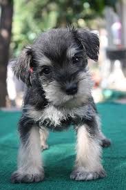Black And White Parti Mini Schnauzer Female Miniature Schnauzer Puppy Salt And Pepper Colour 4330541 Schnauzer Puppy Miniature Schnauzer Puppies Schnauzer Dogs