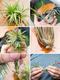 Air Plant Care 101 Hunker Air Plants Care Air Plants Air Plant Garden
