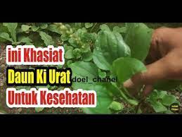 Penyakit maag sendiri terbagi menjadi dua penyakit maag biasa dan penyakit untuk hasil yang optimal, konsumsi bandotan ini harus rutin dan terjadwal. Manfaat Dan Khasiat Daun Ki Urat Untuk Kesehatan Youtube