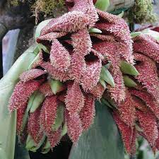 The bulbophyllum phalaenopsis is the worst smelling orchid in the world. 9 Of The Worst Smelling Flowers In The World