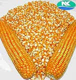 Saswato das head of group media relations saswato.das@syngenta.com +1 646 960 1670. Corn Syngenta
