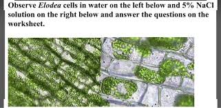 Turgid plant cell under microscope. Model 2 Osmosis In Plant And Animal Cells External Chegg Com