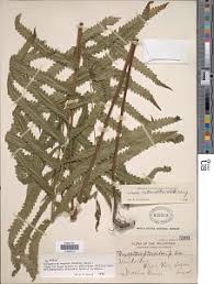 Image result for Amblovenatum