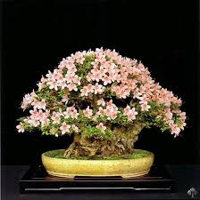 Se coltivato in casa, però, questo bonsai può diventare sempreverde. Bonsai Sanati Yasam Sanattir Sayfa 4