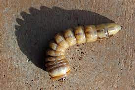 Derobrachus hovorei is a species of beetle in the family cerambycidae, known variously as the palo verde beetle, palo verde root borer, or palo verde borer beetle. Palo Verde Root Borer Larva Derobrachus Hovorei Bugguide Net