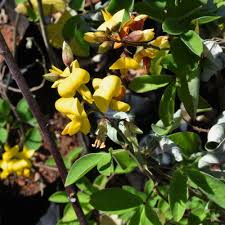 Image result for Argyrolobium tomentosum