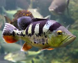 Untuk ikan perenang atas aquascape memang sangat jarang ya. Senarai Ikan Ikan Larangan Jabatan Perikanan Malaysia Untuk Dilepaskan Ke Perairan Malaysia Dan Punca Bawaan Penyakit Some Bullet For Your Head