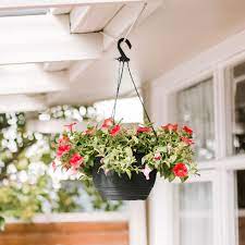 Bees and flowers have a beautiful symbiotic relationship; 10 Best Flowers For Hanging Baskets