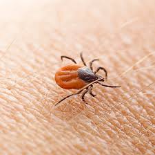 Image result for Tick Paralysis