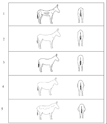 Donkey Body Condition Score Chart Download Scientific Diagram